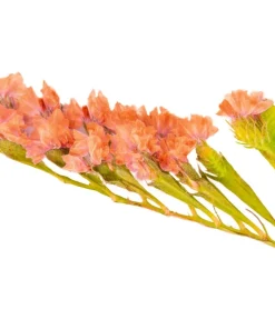 50 Apricot Beauty Statice Seeds - Limonium Sinuatum Sea Lavender Flower Seeds - Image 3