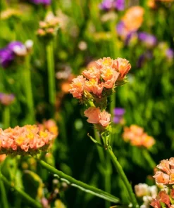 50 Apricot Beauty Statice Seeds - Limonium Sinuatum Sea Lavender Flower Seeds - Image 4