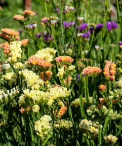 50 Apricot Beauty Statice Seeds - Limonium Sinuatum Sea Lavender Flower Seeds - Image 5