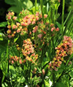 50 Apricot Beauty Statice Seeds - Limonium Sinuatum Sea Lavender Flower Seeds - Image 6