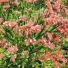 50 Apricot Beauty Statice Seeds - Limonium Sinuatum Sea Lavender Flower Seeds - Image 1
