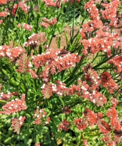 50 Apricot Beauty Statice Seeds - Limonium Sinuatum Sea Lavender Flower Seeds - Image 1