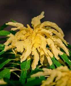 50 Aurora Yellow Amaranthus Seeds - Joseph's Coat Flower - Image 10
