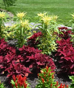 50 Aurora Yellow Amaranthus Seeds - Joseph's Coat Flower - Image 11