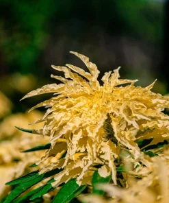 50 Aurora Yellow Amaranthus Seeds - Joseph's Coat Flower - Image 12