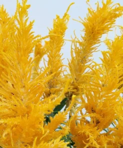50 Aurora Yellow Amaranthus Seeds - Joseph's Coat Flower - Image 2