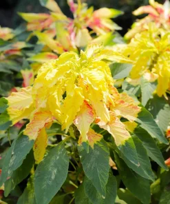 50 Aurora Yellow Amaranthus Seeds - Joseph's Coat Flower - Image 3