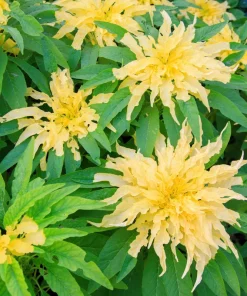 50 Aurora Yellow Amaranthus Seeds - Joseph's Coat Flower - Image 4