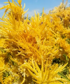 50 Aurora Yellow Amaranthus Seeds - Joseph's Coat Flower - Image 5