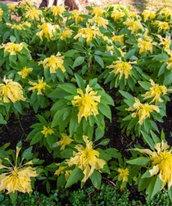 50 Aurora Yellow Amaranthus Seeds - Joseph's Coat Flower - Image 6