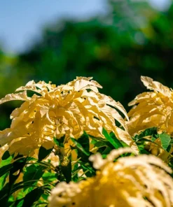 50 Aurora Yellow Amaranthus Seeds - Joseph's Coat Flower - Image 7