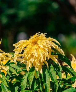50 Aurora Yellow Amaranthus Seeds - Joseph's Coat Flower - Image 8