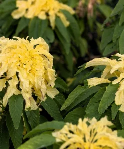 50 Aurora Yellow Amaranthus Seeds - Joseph's Coat Flower - Image 9