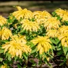 50 Aurora Yellow Amaranthus Seeds - Joseph's Coat Flower - Image 1