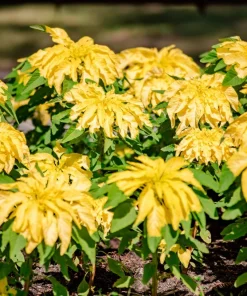 50 Aurora Yellow Amaranthus Seeds - Joseph's Coat Flower - Image 1