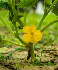 50 Banana Cantaloupe Melon Seeds - Sweet, Aromatic, Easy to Grow - Image 6