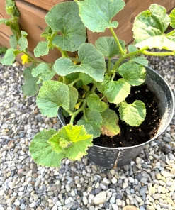 50 Banana Cantaloupe Melon Seeds - Sweet, Aromatic, Easy to Grow - Image 8