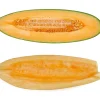 50 Banana Cantaloupe Melon Seeds - Sweet, Aromatic, Easy to Grow - Image 1