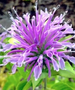 50+ Bergamot Monarda Autumn Mix Perennial Flower Seeds - Attracts Hummingbirds & Bees - Image 2