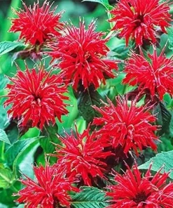 50+ Bergamot Monarda Autumn Mix Perennial Flower Seeds - Attracts Hummingbirds & Bees - Image 3