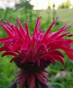 50+ Bergamot Monarda Autumn Mix Perennial Flower Seeds - Attracts Hummingbirds & Bees - Image 4