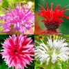 50+ Bergamot Monarda Autumn Mix Perennial Flower Seeds - Attracts Hummingbirds & Bees - Image 1