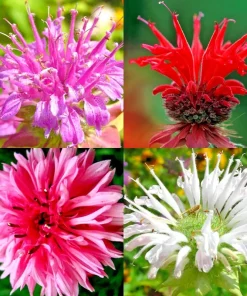 50+ Bergamot Monarda Autumn Mix Perennial Flower Seeds - Attracts Hummingbirds & Bees - Image 1