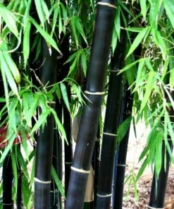 50+ Black Bamboo Seeds - Cold Hardy Bonsai & Garden Decoration - Image 2