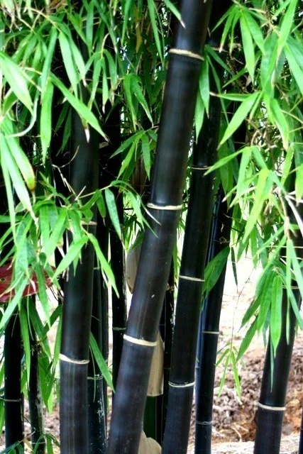 50+ Black Bamboo Seeds - Cold Hardy Bonsai & Garden Decoration - Image 2
