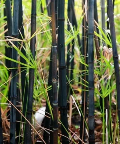 50+ Black Bamboo Seeds - Cold Hardy Bonsai & Garden Decoration - Image 3