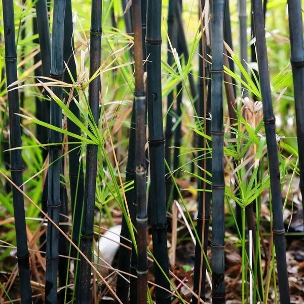 50+ Black Bamboo Seeds - Cold Hardy Bonsai & Garden Decoration - Image 3