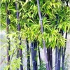 50+ Black Bamboo Seeds - Cold Hardy Bonsai & Garden Decoration - Image 1