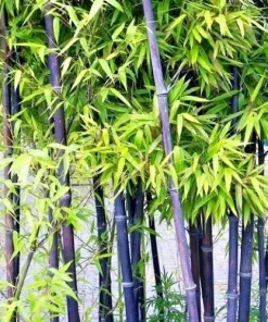 50+ Black Bamboo Seeds - Cold Hardy Bonsai & Garden Decoration - Image 1
