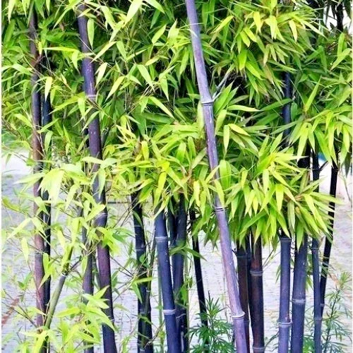50+ Black Bamboo Seeds - Cold Hardy Bonsai & Garden Decoration - Image 1
