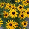 50+ Black Eyed Susan Seeds - Heirloom Perennial Non-GMO Rudbeckia Flower - Image 1