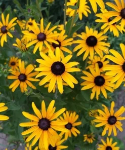 50+ Black Eyed Susan Seeds - Heirloom Perennial Non-GMO Rudbeckia Flower - Image 1