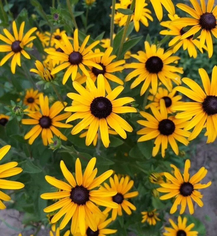 50+ Black Eyed Susan Seeds - Heirloom Perennial Non-GMO Rudbeckia Flower - Image 1