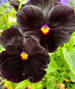 50 Black Pansy Clear Crystals Viola Wittrockiana Flower Seeds - Biennial - Image 10
