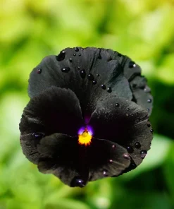 50 Black Pansy Clear Crystals Viola Wittrockiana Flower Seeds - Biennial - Image 11