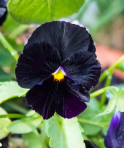 50 Black Pansy Clear Crystals Viola Wittrockiana Flower Seeds - Biennial - Image 12