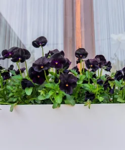 50 Black Pansy Clear Crystals Viola Wittrockiana Flower Seeds - Biennial - Image 13