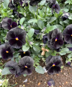 50 Black Pansy Clear Crystals Viola Wittrockiana Flower Seeds - Biennial - Image 14