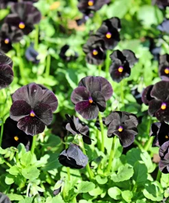 50 Black Pansy Clear Crystals Viola Wittrockiana Flower Seeds - Biennial - Image 2