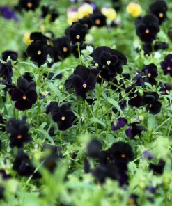 50 Black Pansy Clear Crystals Viola Wittrockiana Flower Seeds - Biennial - Image 3