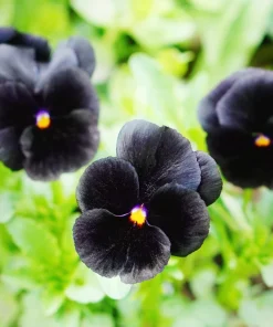 50 Black Pansy Clear Crystals Viola Wittrockiana Flower Seeds - Biennial - Image 4