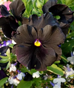 50 Black Pansy Clear Crystals Viola Wittrockiana Flower Seeds - Biennial - Image 5