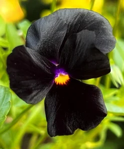 50 Black Pansy Clear Crystals Viola Wittrockiana Flower Seeds - Biennial - Image 6