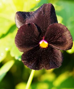 50 Black Pansy Clear Crystals Viola Wittrockiana Flower Seeds - Biennial - Image 7
