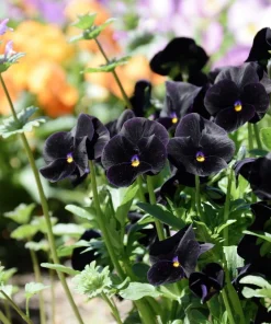 50 Black Pansy Clear Crystals Viola Wittrockiana Flower Seeds - Biennial - Image 8
