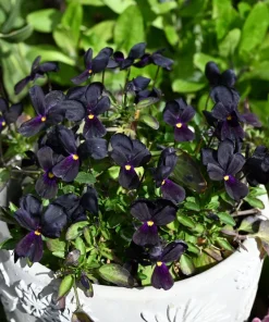 50 Black Pansy Clear Crystals Viola Wittrockiana Flower Seeds - Biennial - Image 9